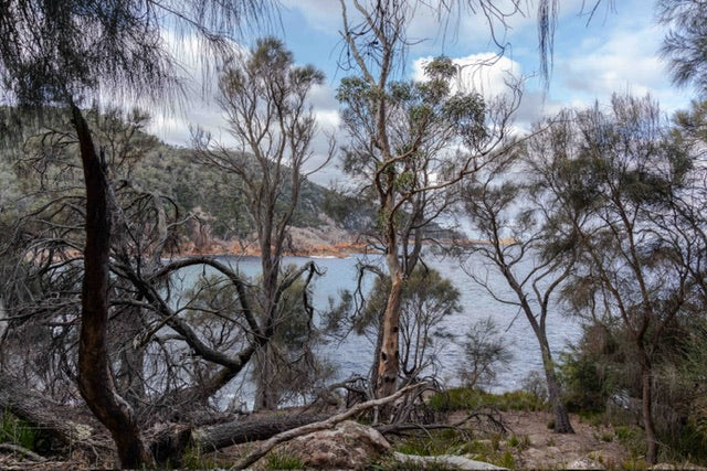 Carp Bay Walk