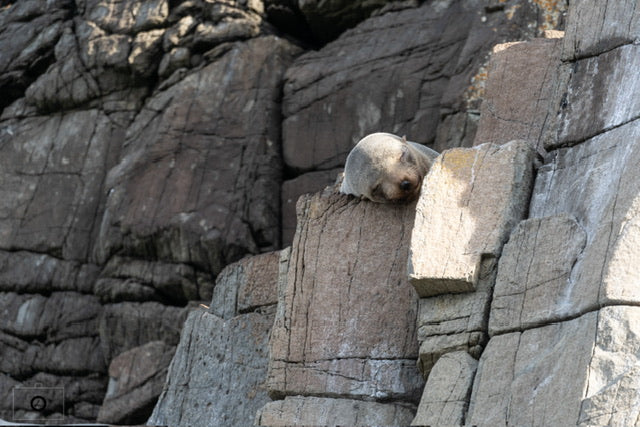 Southern Ocean Seal