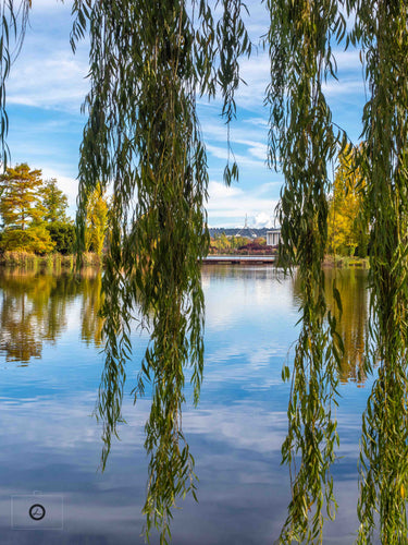 Autumn Willow