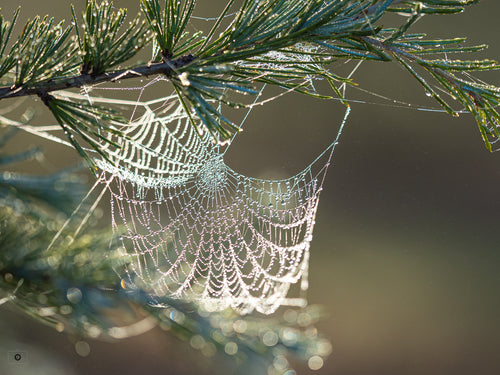 Catching Light