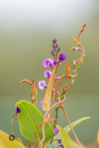Curly plant