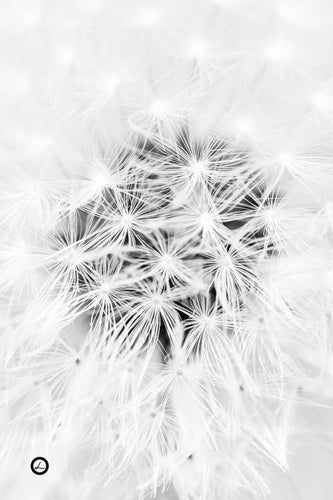 Dandy lines