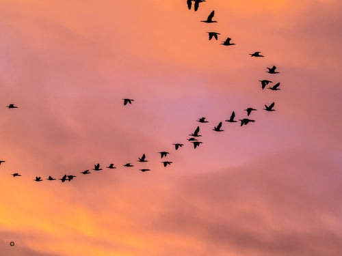 Dawn Flight #1