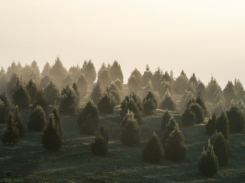 Foggy Sunrise