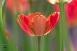 Spring Tulip #1