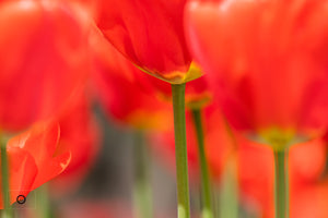 Spring Tulip #4