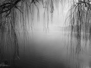 Willow Fog