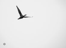 Load image into Gallery viewer, Solo Flight